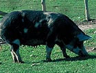 The best breeds of pigs for keeping at home