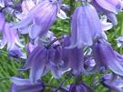 Top ten bluebell gardens