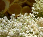 How to make elderflower cordial and wine