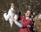 Raising your own chickens