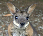Mow your grass with a wallaby