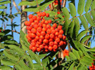 Rowan Jelly recipe