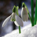 Where to see snowdrops