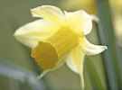 Spring pictures from the Country Life Picture Library