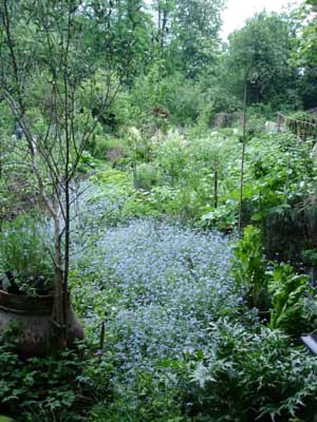 branch hill allotment