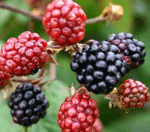 How to make bramble whisky