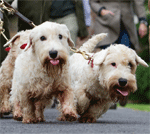 Country Life says: Save our Sealyhams