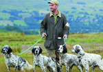 Save our English setters