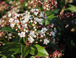 Find plants in the Country Life online Nursery 