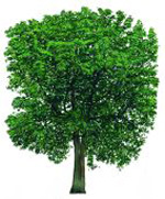 Defra to re-stock ash trees