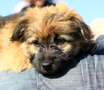Compulsory microchipping for dogs