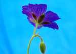 The flowers of winter