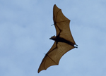 Beware the 'bat mafia'