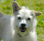 Crufts to star crossbreeds