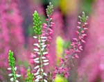 Wild about heather