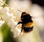 Encourage bees into your garden