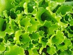 Gardening tips for May: Thin lettuce