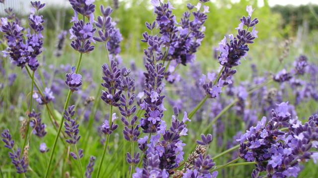 Plant of the week: Save money on stunning lavender 