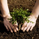 Garden tip: keep your tree bases clean