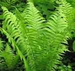 The best ferns to plant in your garden
