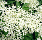 Perfect elderflower recipes