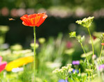 Prince Charles campaigns for more wildflower meadows