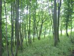 Get grants for growing woodland