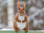 Favourite animals: Red squirrels
