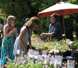 Plant hunters: Get to a plant fair