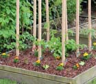 Gardening tips for April: Sow salad